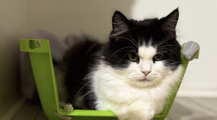 Піодермія у собак і котів